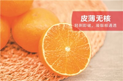 荊門市人民政府 荊品名門 島橙 北緯30度的高端水果