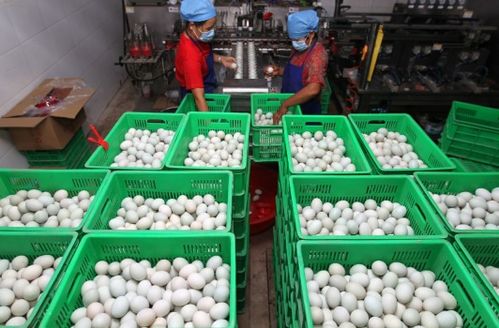 小鴨蛋成致富大產(chǎn)業(yè)