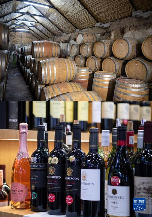 穿越山海的味蕾之旅 進博會上的世界美食